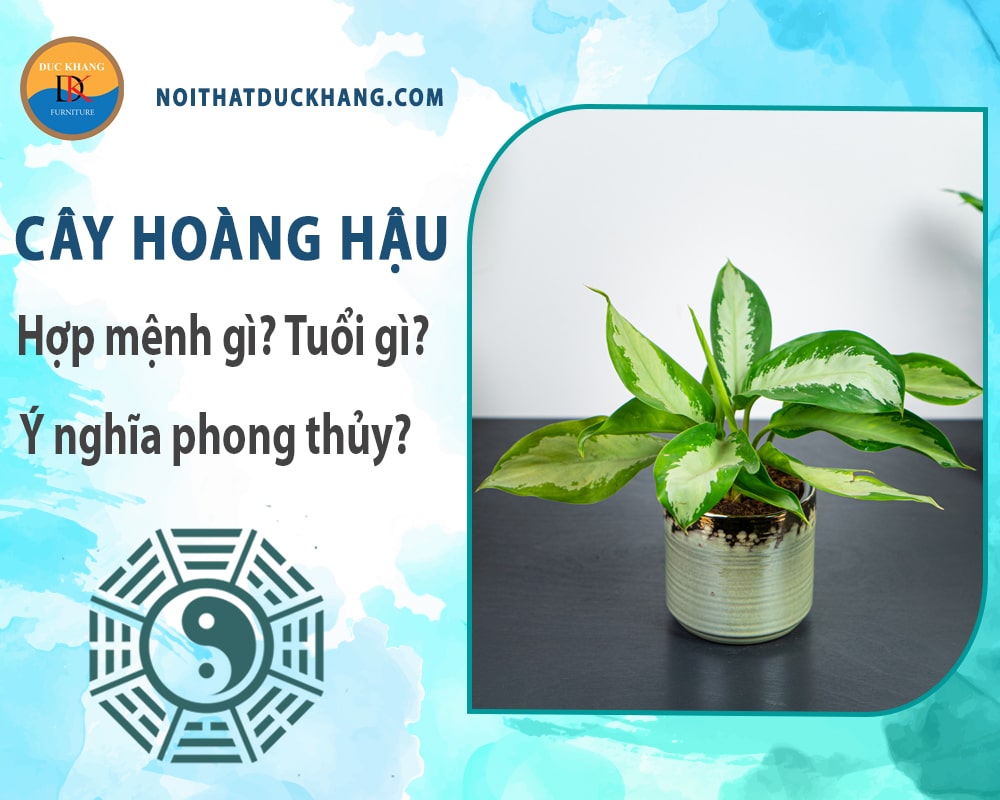 Cây hoàng hậu hợp mệnh gì? Tuổi gì? Ý nghĩa phong thủy?