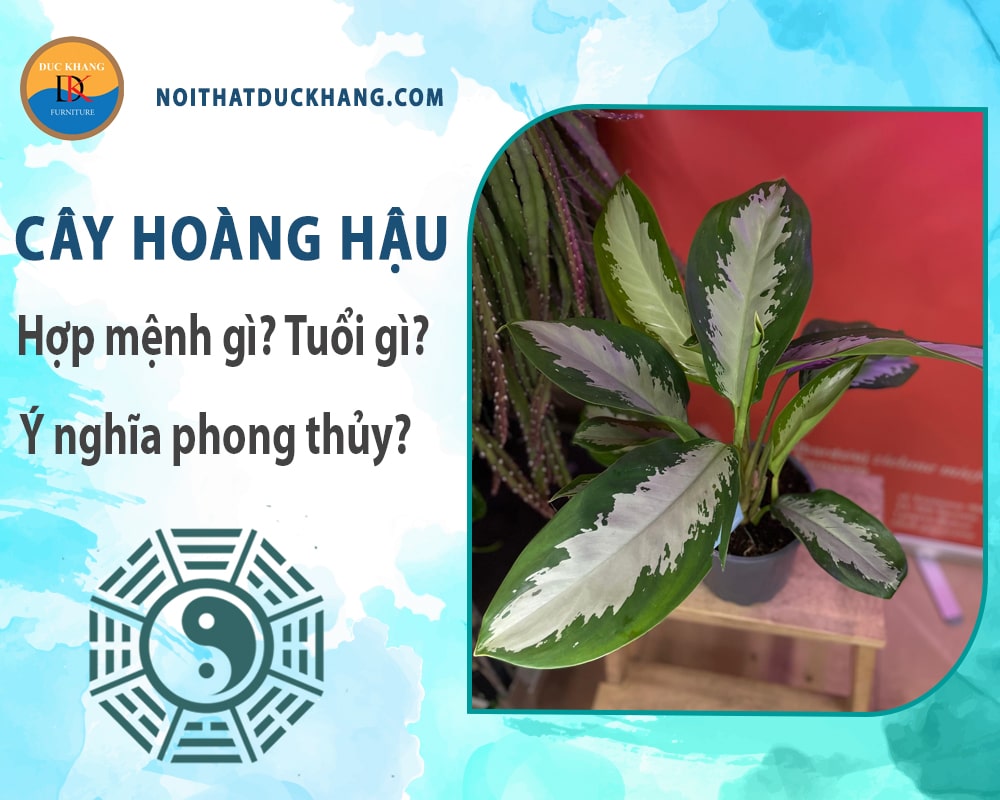 Cây hoàng hậu hợp mệnh gì? Tuổi gì? Ý nghĩa phong thủy?