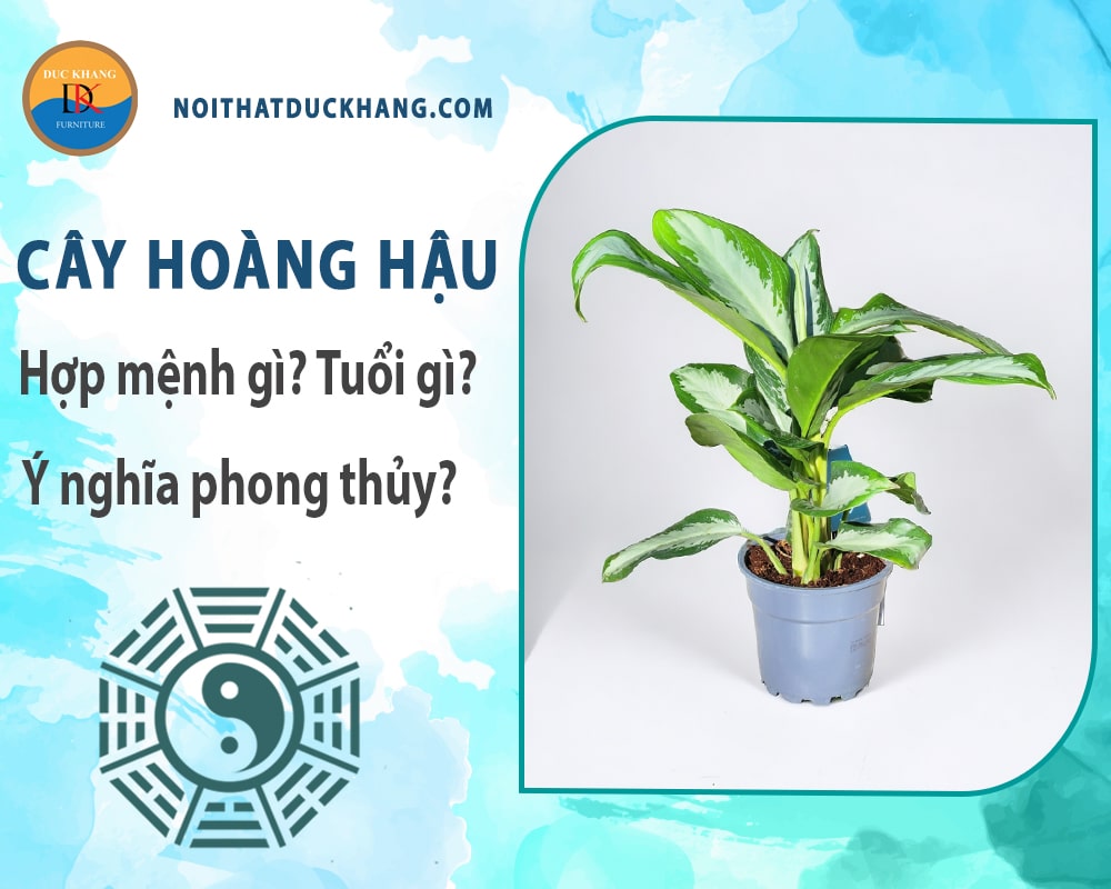 Cây hoàng hậu hợp mệnh gì? Tuổi gì? Ý nghĩa phong thủy?