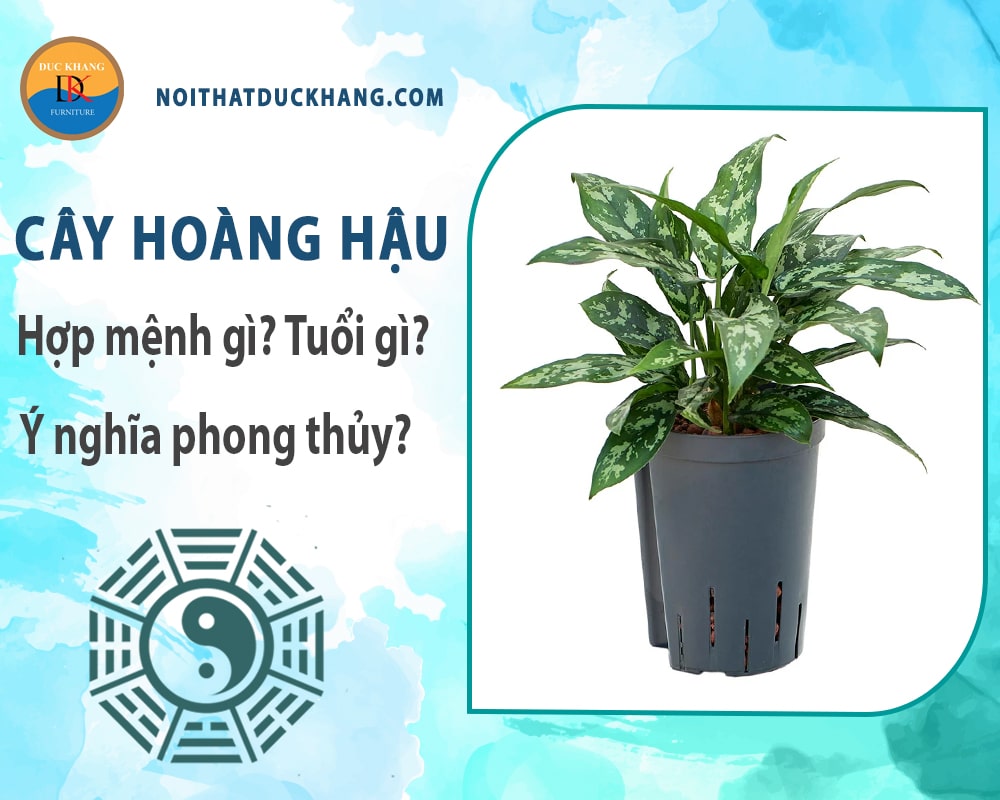 Cây hoàng hậu hợp mệnh gì? Tuổi gì? Ý nghĩa phong thủy?