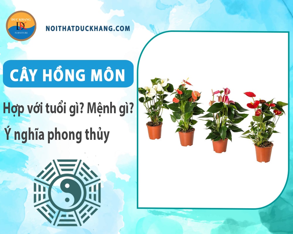 Cây hồng môn hợp tuổi gì? Mệnh gì? Ý nghĩa phong thủy?