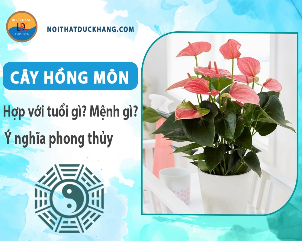 Cây hồng môn hợp tuổi gì? Mệnh gì? Ý nghĩa phong thủy?