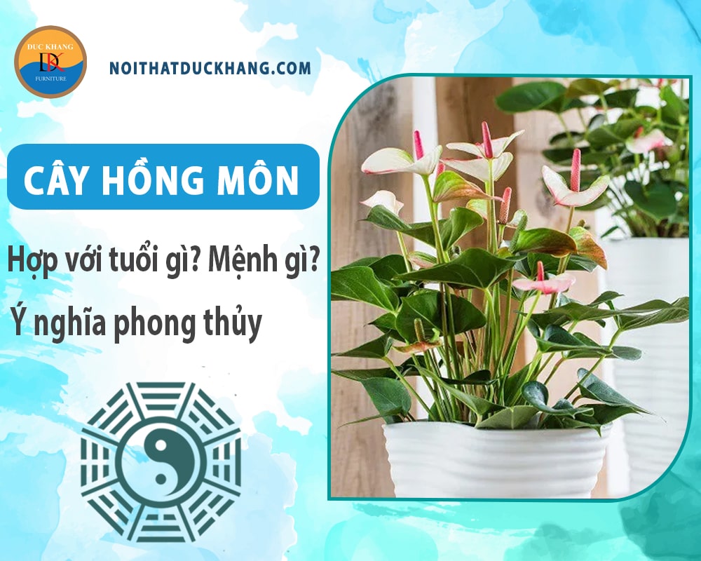 Cây hồng môn hợp tuổi gì? Mệnh gì? Ý nghĩa phong thủy?