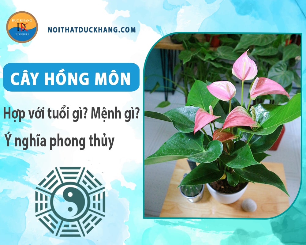 Cây hồng môn hợp tuổi gì? Mệnh gì? Ý nghĩa phong thủy?