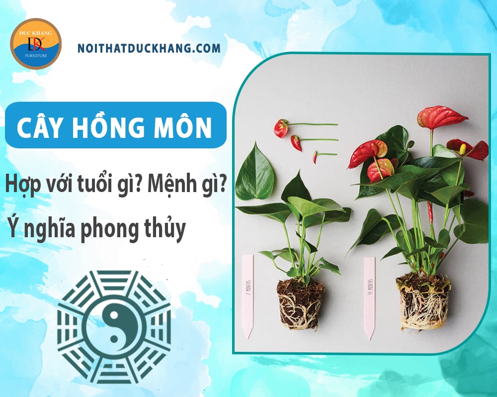 Cây hồng môn hợp tuổi gì? Mệnh gì? Ý nghĩa phong thủy?