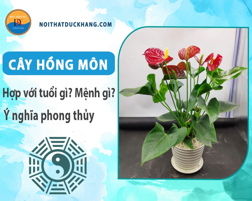 Cây hồng môn hợp tuổi gì? Mệnh gì? Ý nghĩa phong thủy?