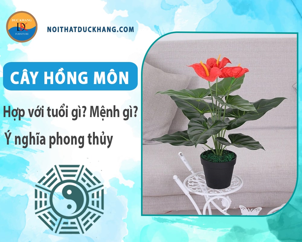 Cây hồng môn hợp tuổi gì? Mệnh gì? Ý nghĩa phong thủy?