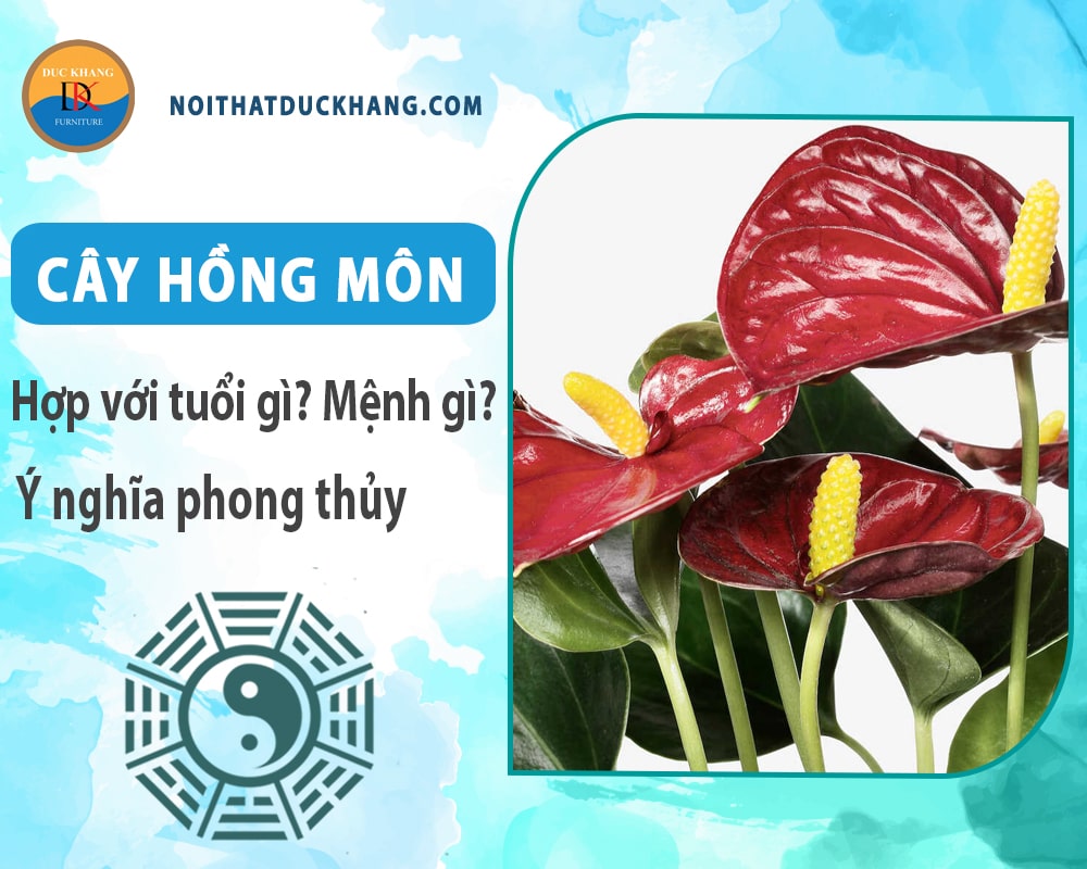 Cây hồng môn hợp tuổi gì? Mệnh gì? Ý nghĩa phong thủy?