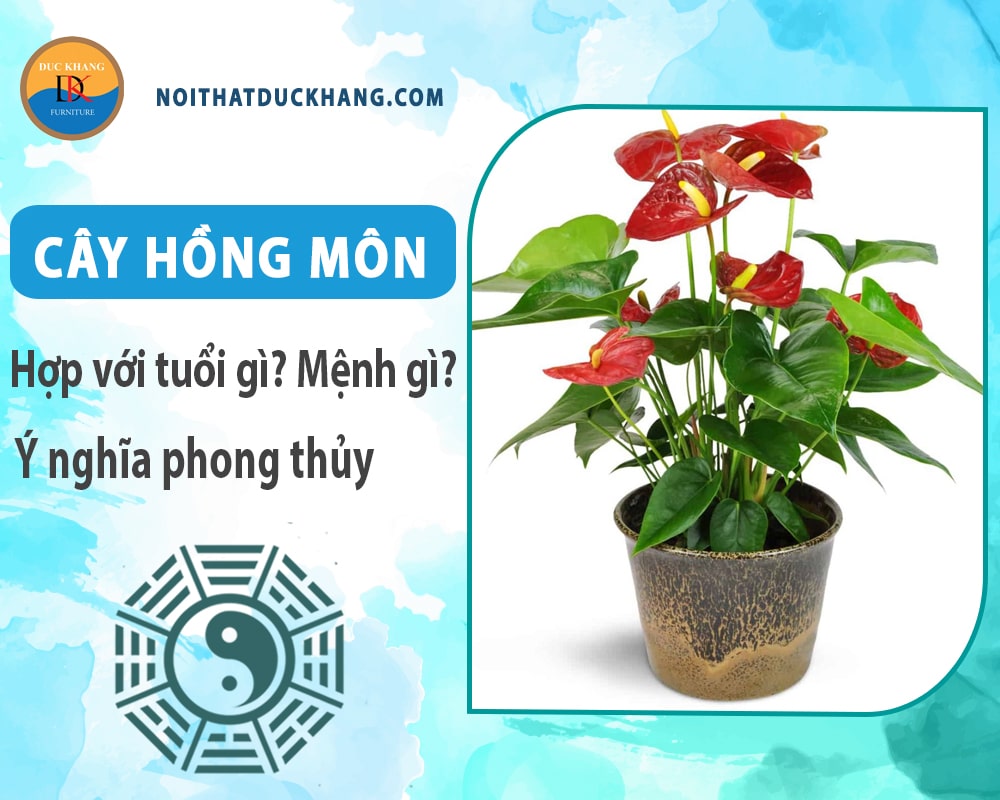 Cây hồng môn hợp tuổi gì? Mệnh gì? Ý nghĩa phong thủy?