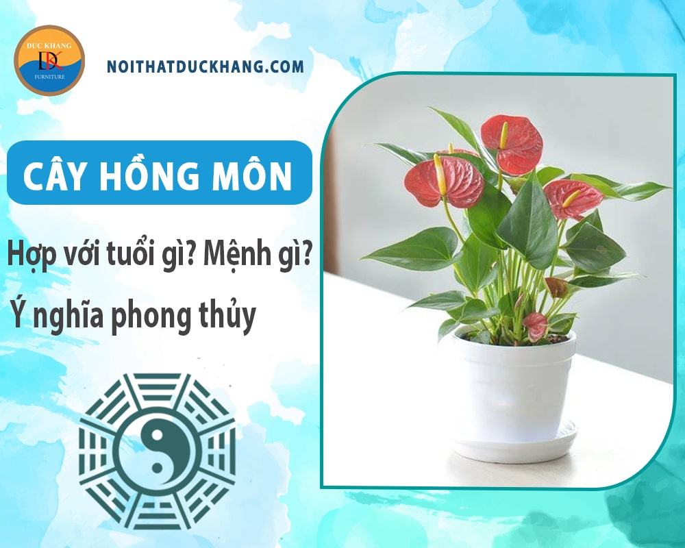 Cây hồng môn hợp tuổi gì? Mệnh gì? Ý nghĩa phong thủy?