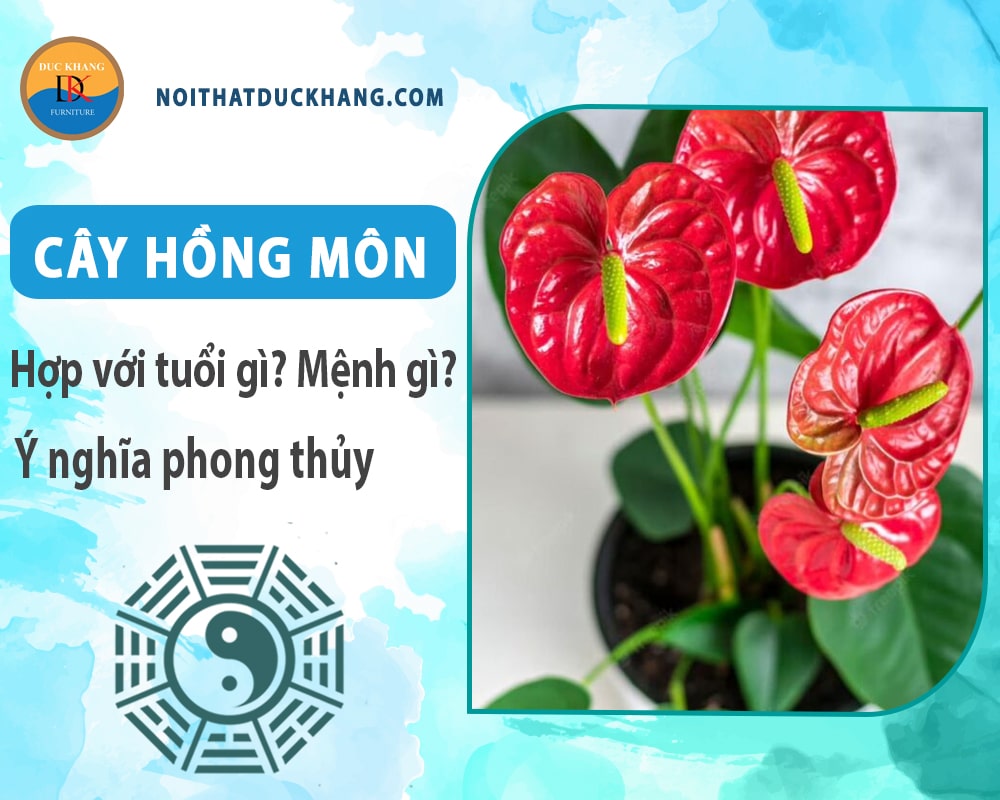 Cây hồng môn hợp tuổi gì? Mệnh gì? Ý nghĩa phong thủy?