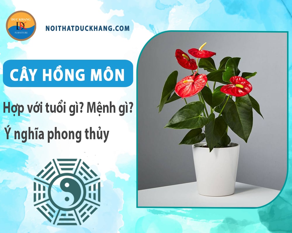 Cây hồng môn hợp tuổi gì? Mệnh gì? Ý nghĩa phong thủy?