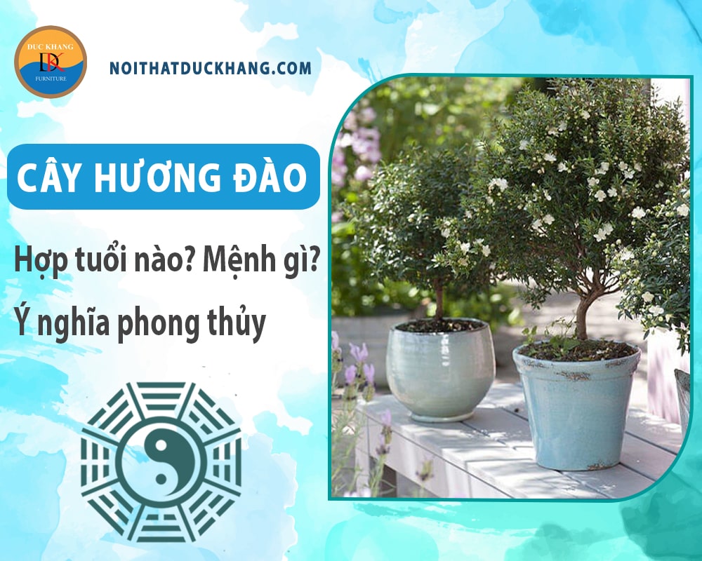 Cây hương đào hợp tuổi nào? Mệnh gì? Ý nghĩa phong thủy?