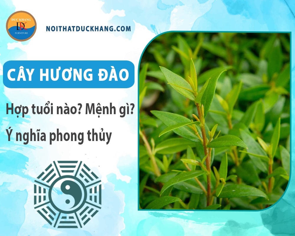 Cây hương đào hợp tuổi nào? Mệnh gì? Ý nghĩa phong thủy?