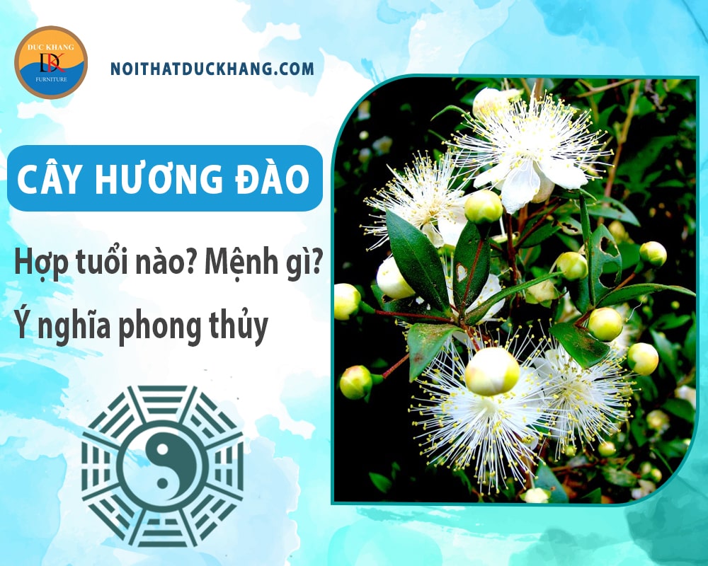 Cây hương đào hợp tuổi nào? Mệnh gì? Ý nghĩa phong thủy?