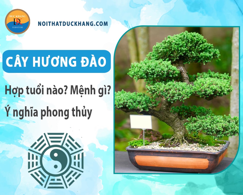 Cây hương đào hợp tuổi nào? Mệnh gì? Ý nghĩa phong thủy?