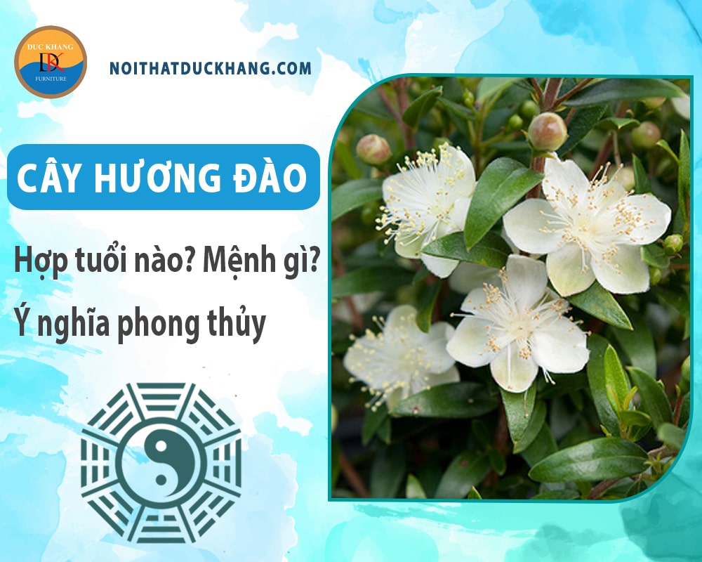 Cây hương đào hợp tuổi nào? Mệnh gì? Ý nghĩa phong thủy?