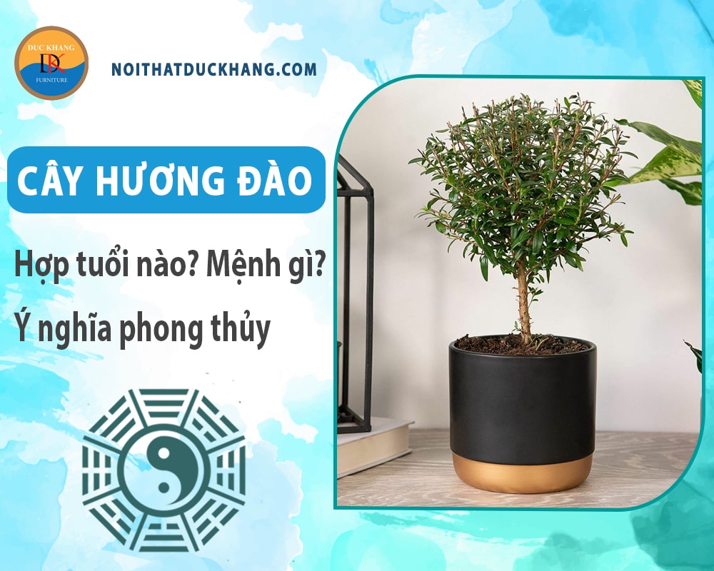 Cây hương đào hợp tuổi nào? Mệnh gì? Ý nghĩa phong thủy?