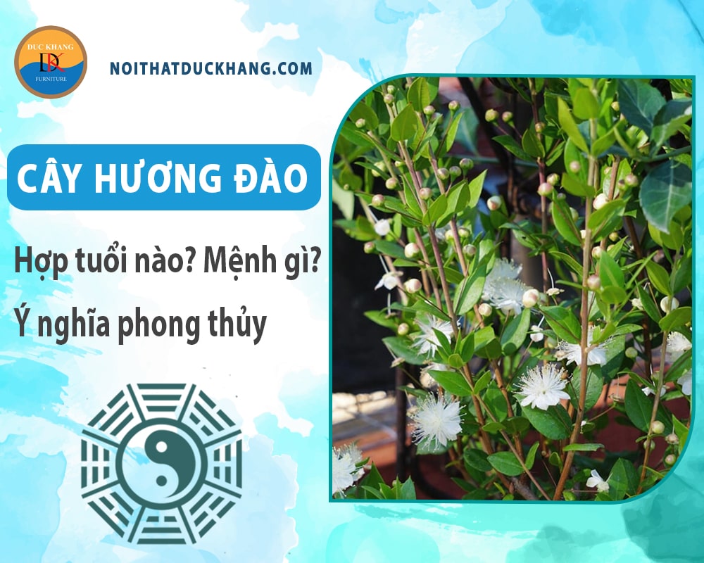 Cây hương đào hợp tuổi nào? Mệnh gì? Ý nghĩa phong thủy?