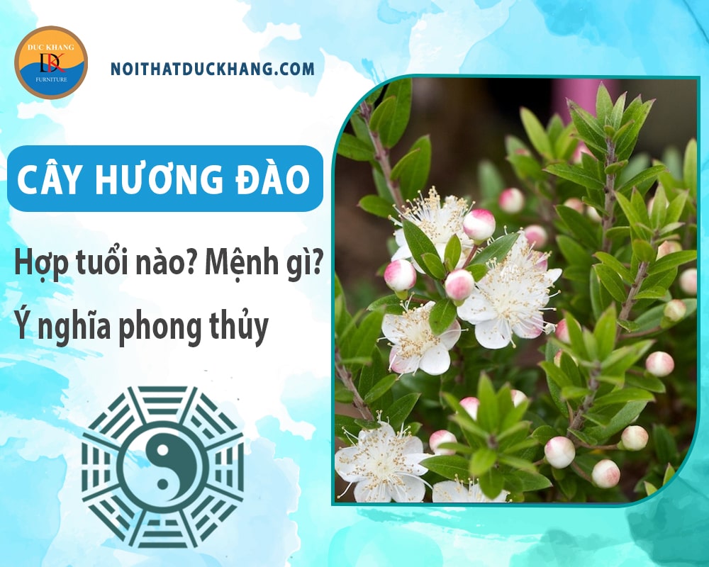 Cây hương đào hợp tuổi nào? Mệnh gì? Ý nghĩa phong thủy?