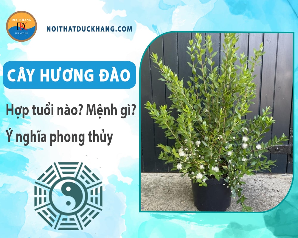 Cây hương đào hợp tuổi nào? Mệnh gì? Ý nghĩa phong thủy?