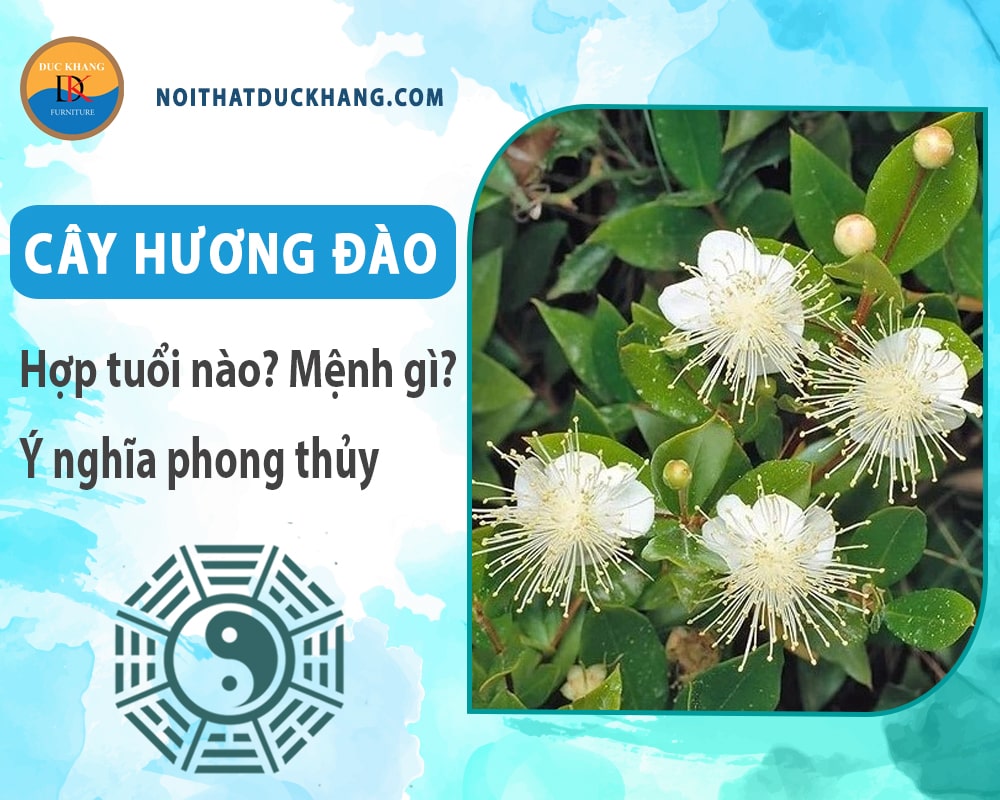 Cây hương đào hợp tuổi nào? Mệnh gì? Ý nghĩa phong thủy?