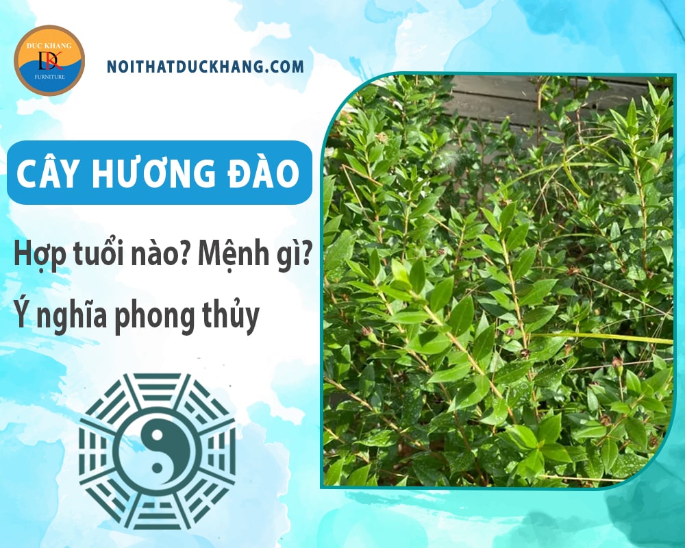 Cây hương đào hợp tuổi nào? Mệnh gì? Ý nghĩa phong thủy?