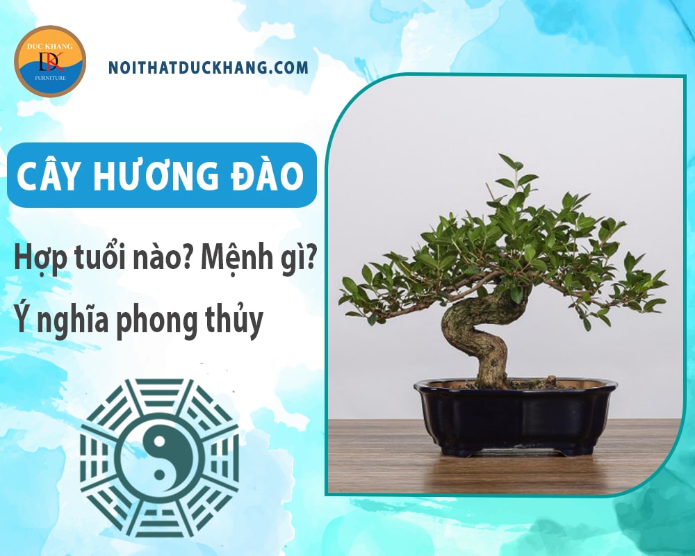 Cây hương đào hợp tuổi nào? Mệnh gì? Ý nghĩa phong thủy?