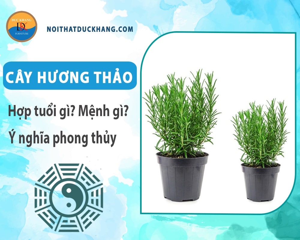 Cây hương thảo hợp tuổi nào? Mệnh gì? Ý nghĩa phong thủy? Cây hương thảo hợp tuổi nào? Mệnh gì? Ý nghĩa phong thủy?