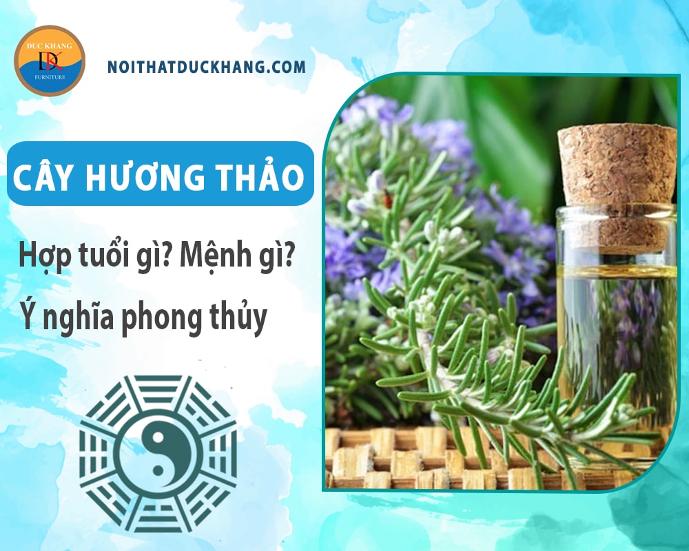 Cây hương thảo hợp tuổi nào? Mệnh gì? Ý nghĩa phong thủy? Cây hương thảo hợp tuổi nào? Mệnh gì? Ý nghĩa phong thủy?