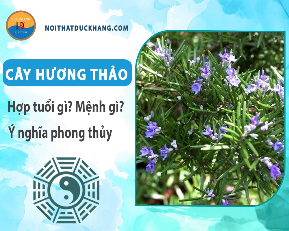 Cây hương thảo hợp tuổi nào? Mệnh gì? Ý nghĩa phong thủy? Cây hương thảo hợp tuổi nào? Mệnh gì? Ý nghĩa phong thủy?