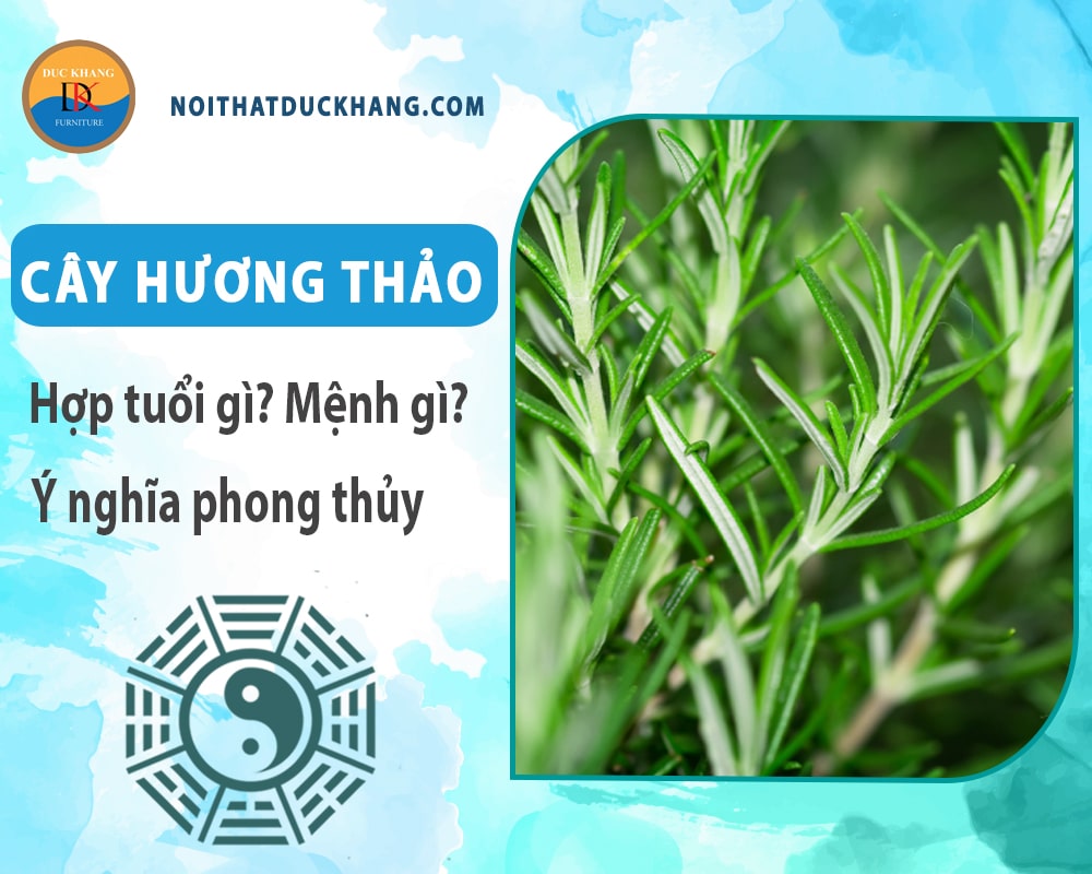 Cây hương thảo hợp tuổi nào? Mệnh gì? Ý nghĩa phong thủy? Cây hương thảo hợp tuổi nào? Mệnh gì? Ý nghĩa phong thủy?