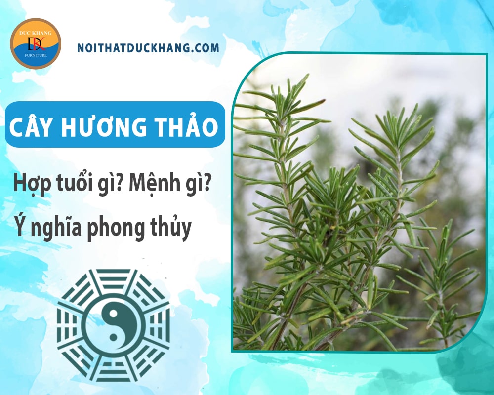 Cây hương thảo hợp tuổi nào? Mệnh gì? Ý nghĩa phong thủy? Cây hương thảo hợp tuổi nào? Mệnh gì? Ý nghĩa phong thủy?