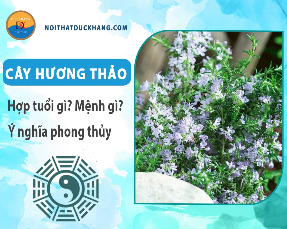Cây hương thảo hợp tuổi nào? Mệnh gì? Ý nghĩa phong thủy? Cây hương thảo hợp tuổi nào? Mệnh gì? Ý nghĩa phong thủy?