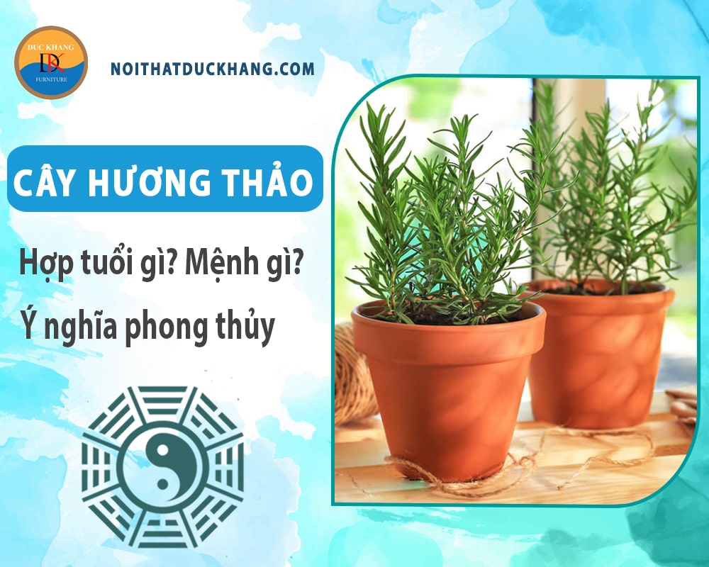 Cây hương thảo hợp tuổi nào? Mệnh gì? Ý nghĩa phong thủy? Cây hương thảo hợp tuổi nào? Mệnh gì? Ý nghĩa phong thủy?