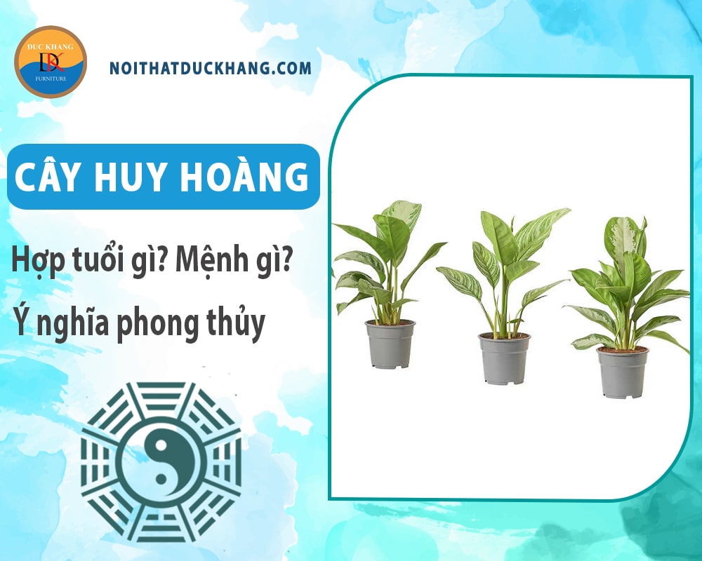 Cây huy hoàng hợp tuổi gì? Mệnh gì? Ý nghĩa phong thủy?