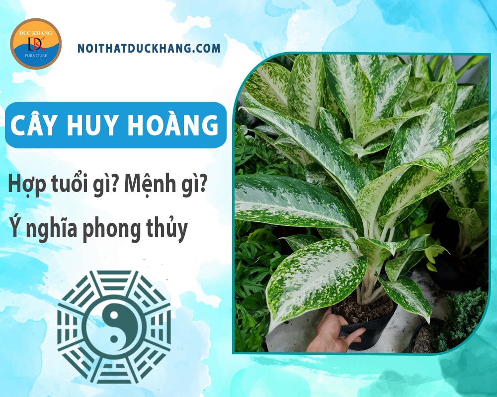 Cây huy hoàng hợp tuổi gì? Mệnh gì? Ý nghĩa phong thủy?