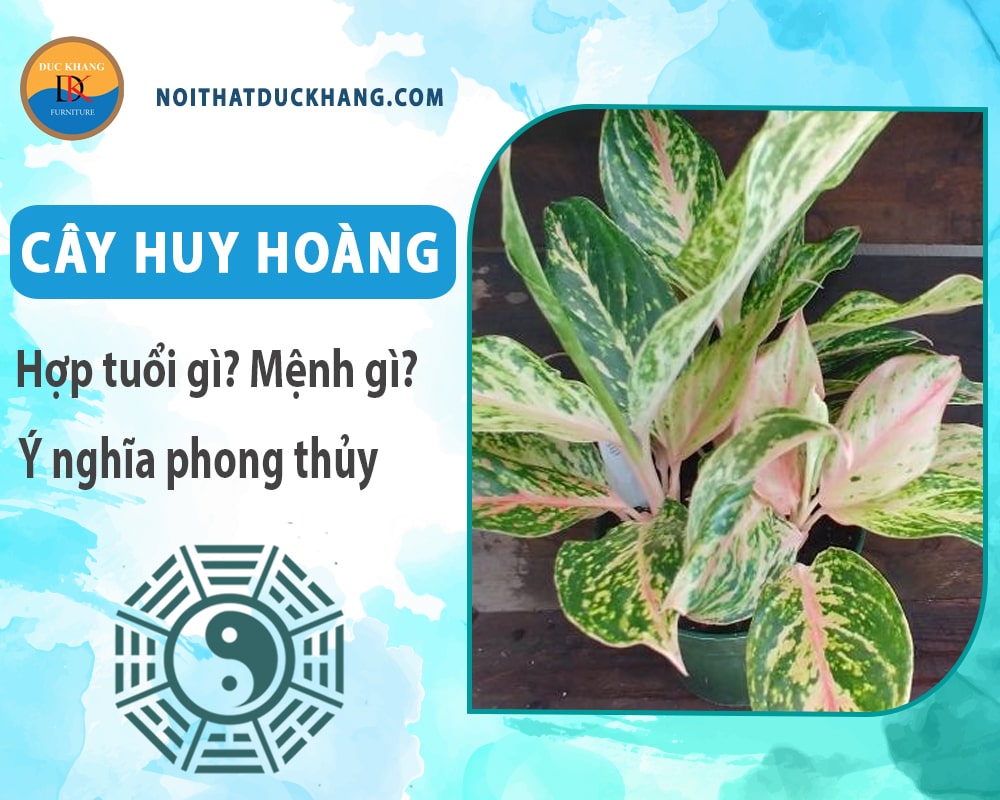 Cây huy hoàng hợp tuổi gì? Mệnh gì? Ý nghĩa phong thủy?