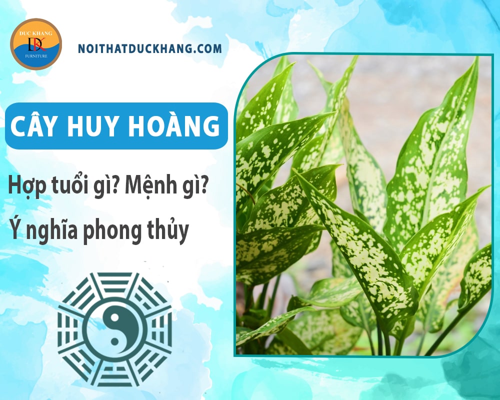 Cây huy hoàng hợp tuổi gì? Mệnh gì? Ý nghĩa phong thủy?