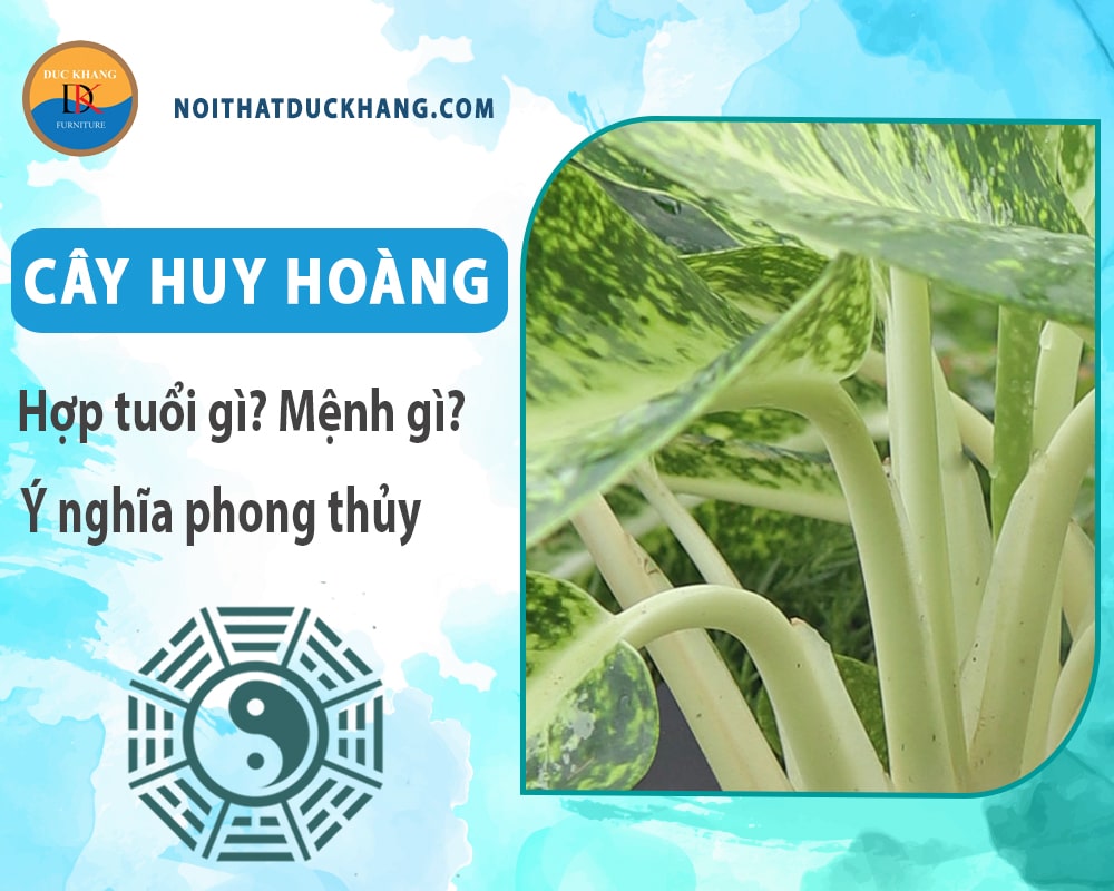 Cây huy hoàng hợp tuổi gì? Mệnh gì? Ý nghĩa phong thủy?