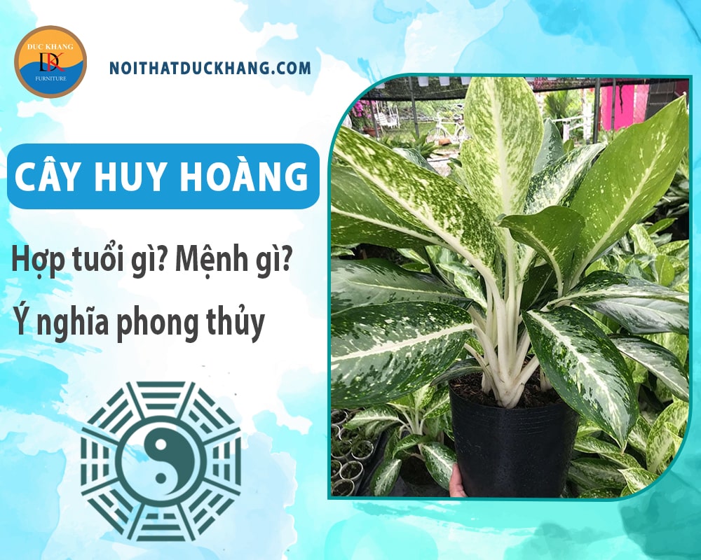 Cây huy hoàng hợp tuổi gì? Mệnh gì? Ý nghĩa phong thủy?