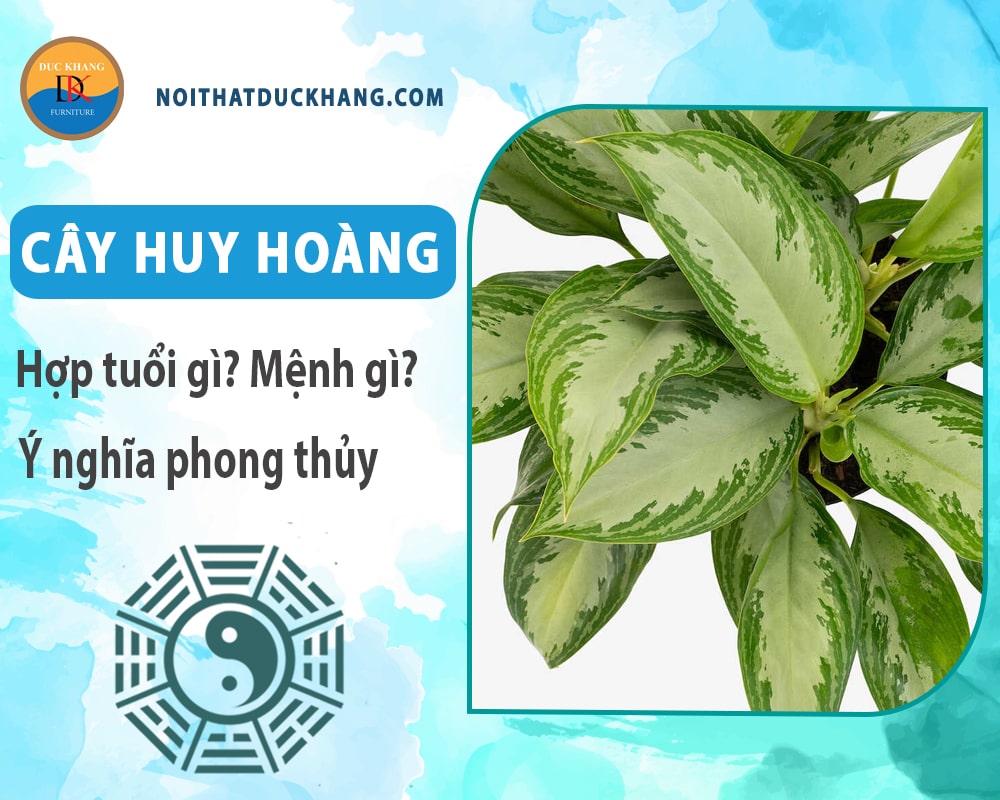 Cây huy hoàng hợp tuổi gì? Mệnh gì? Ý nghĩa phong thủy?