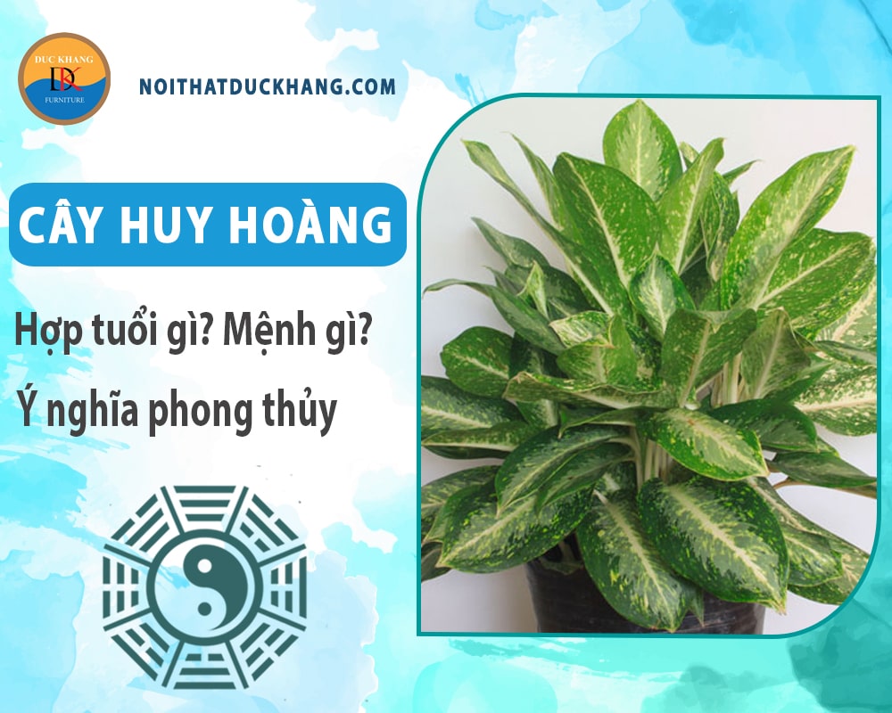 Cây huy hoàng hợp tuổi gì? Mệnh gì? Ý nghĩa phong thủy?