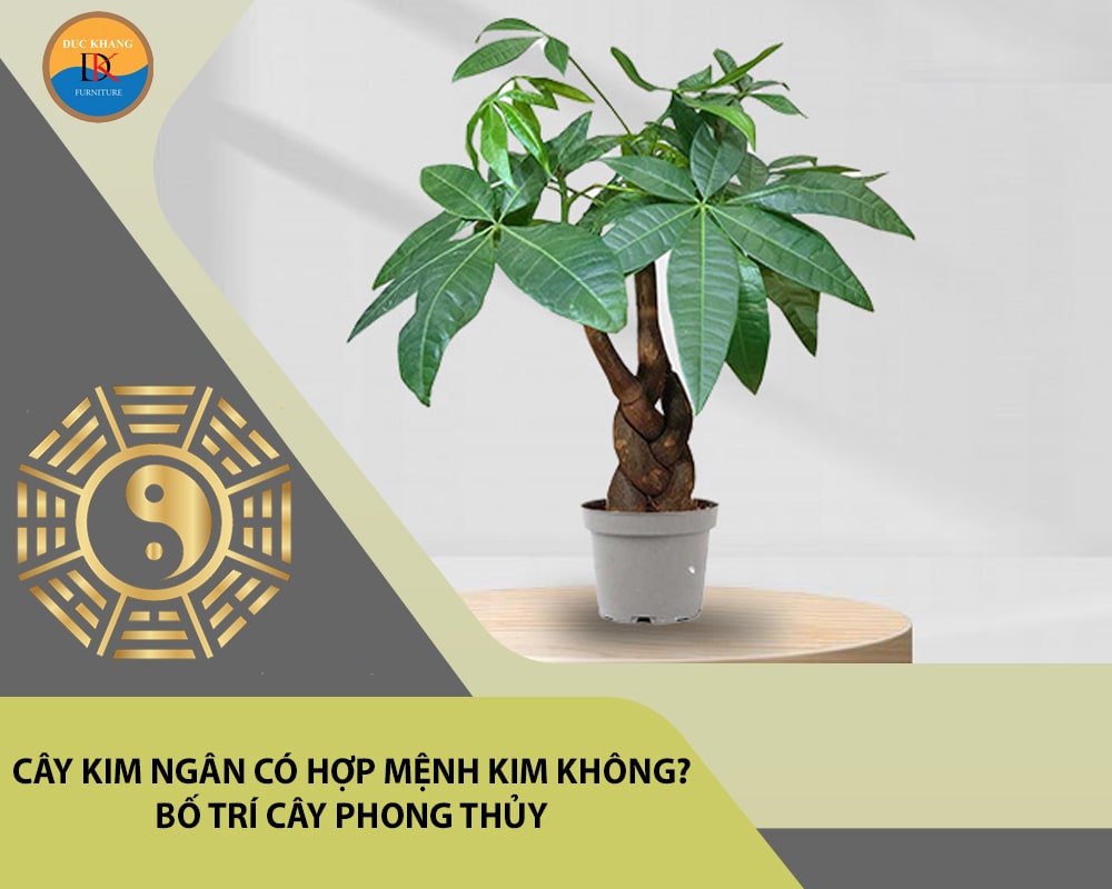 Cây kim ngân có hợp mệnh Kim không? Bố trí cây phong thủy