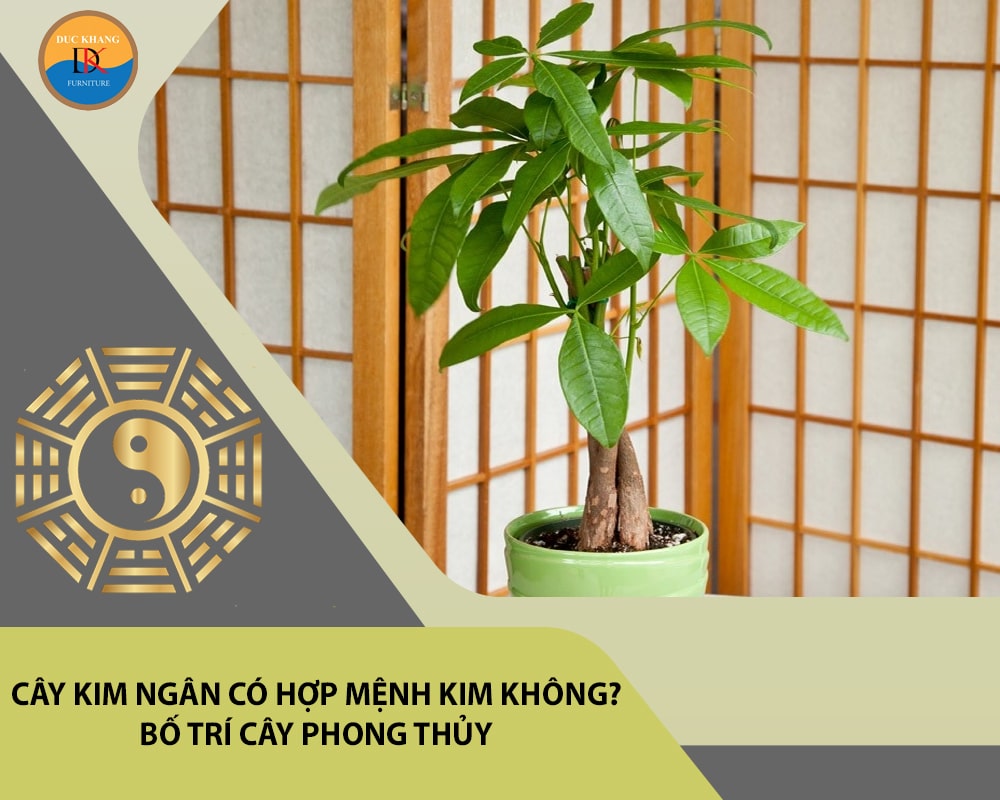 Cây kim ngân có hợp mệnh Kim không? Bố trí cây phong thủy