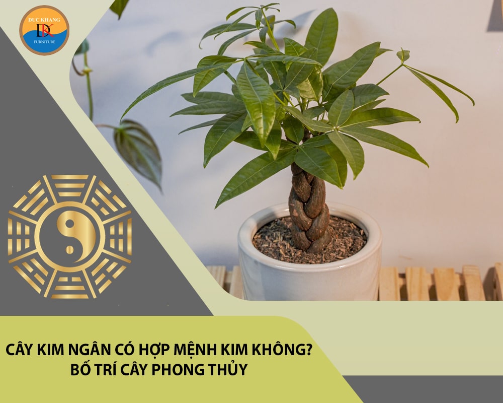 Cây kim ngân có hợp mệnh Kim không? Bố trí cây phong thủy