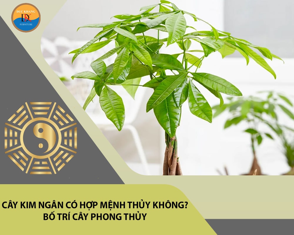 Cây kim ngân có hợp mệnh Thủy không? Bố trí cây phong thủy