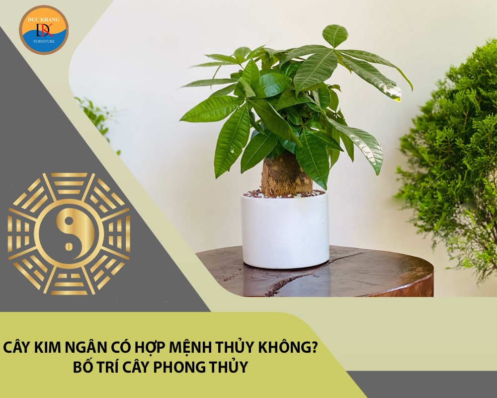 Cây kim ngân có hợp mệnh Thủy không? Bố trí cây phong thủy