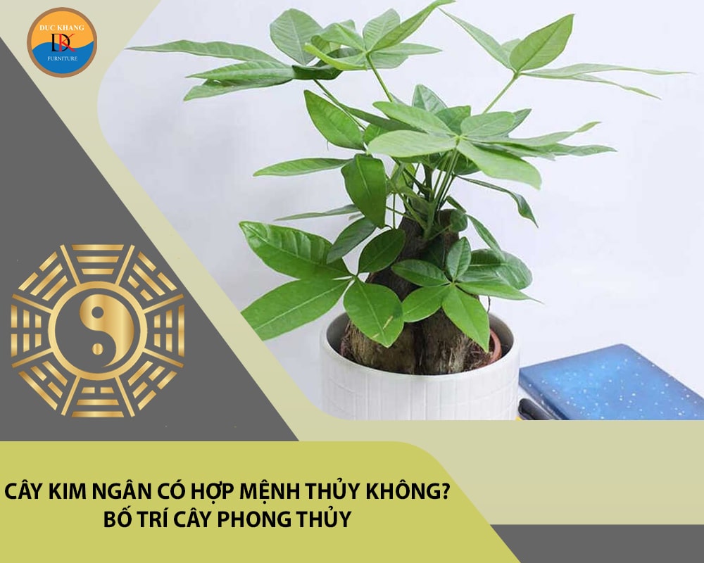 Cây kim ngân có hợp mệnh Thủy không? Bố trí cây phong thủy