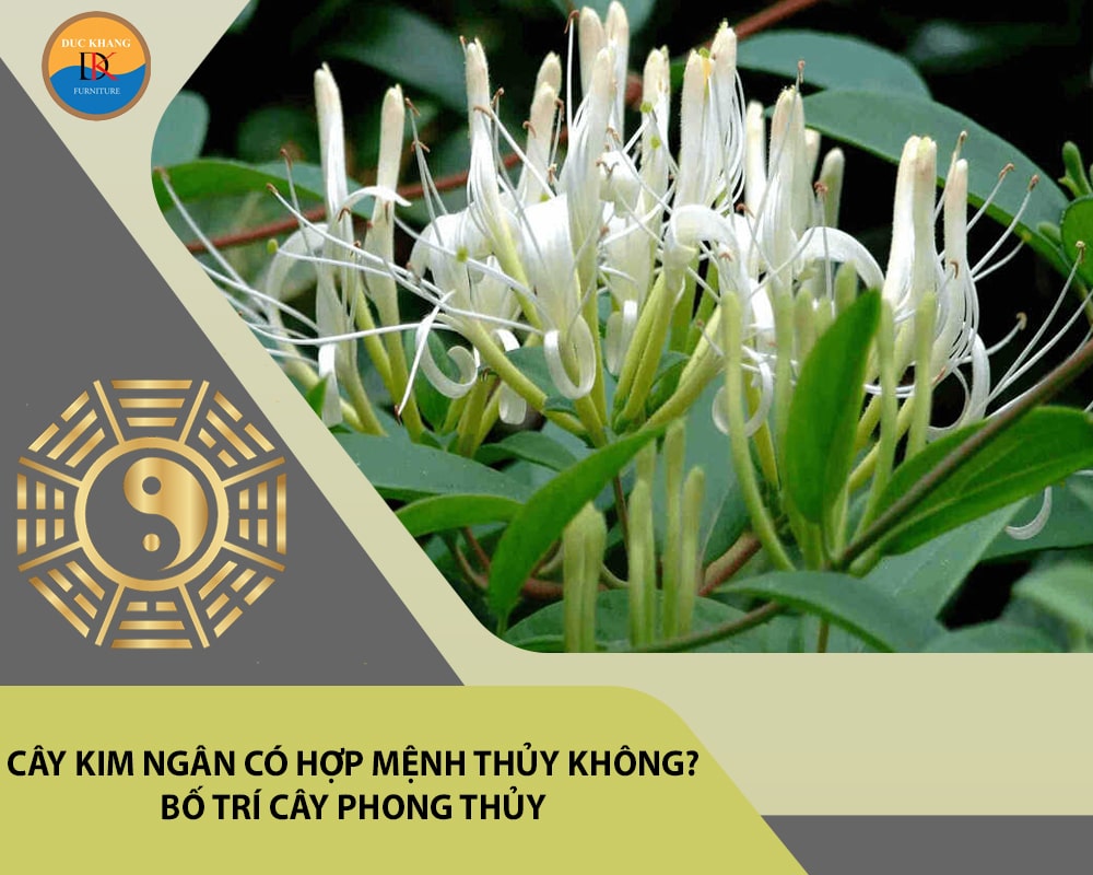 Cây kim ngân có hợp mệnh Thủy không? Bố trí cây phong thủy